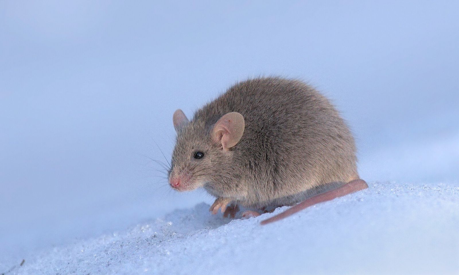 Souris domestique (Mus musculus)