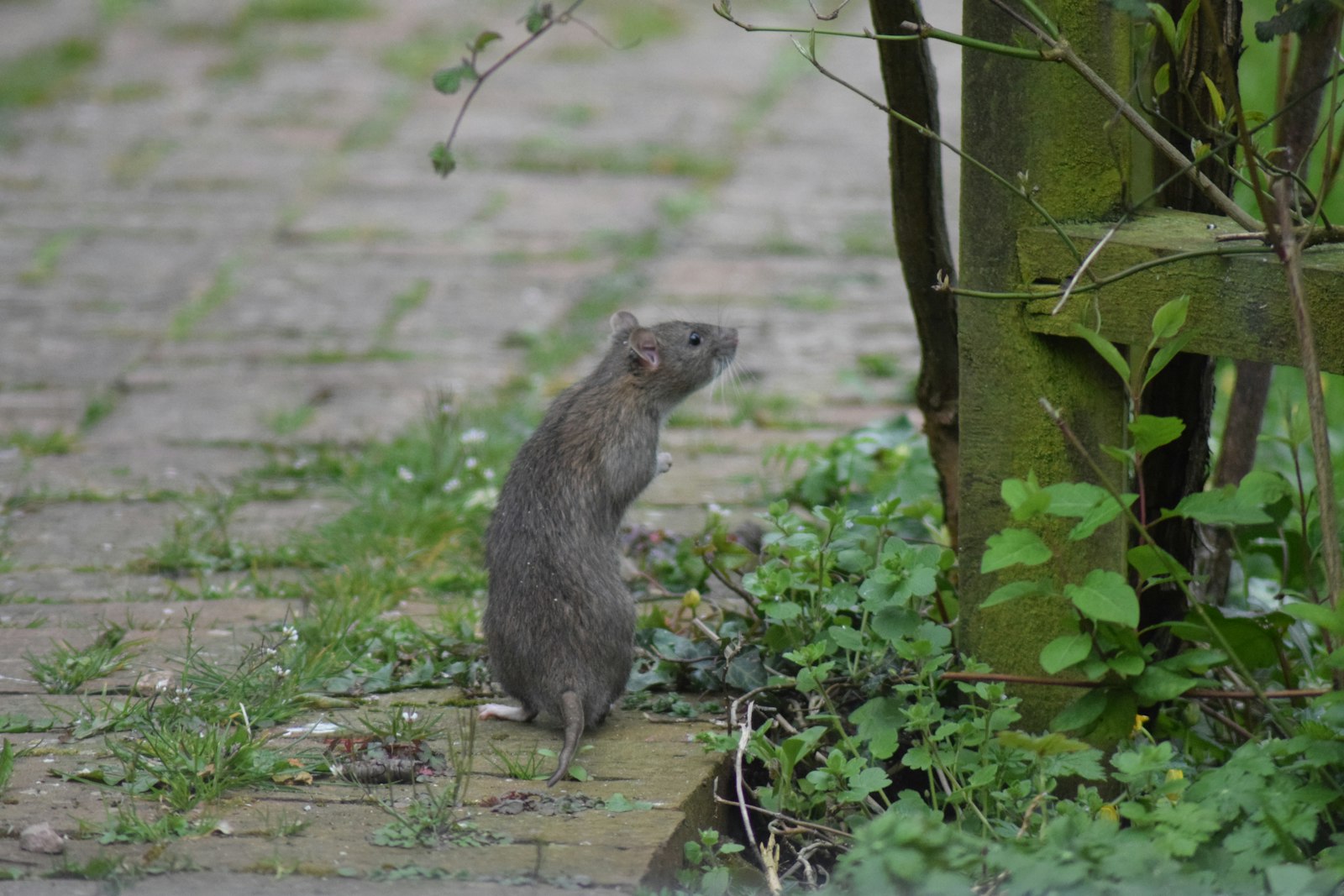 Albertville envahie par les rats : un danger pour la santé publique ?