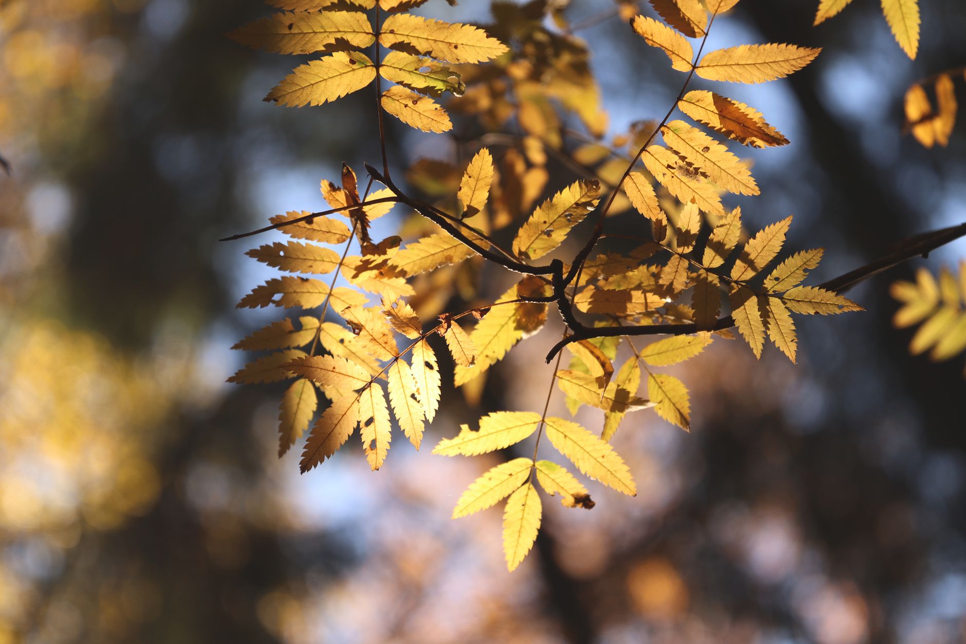 Automne : pourquoi les frelons asiatiques deviennent-ils plus agressifs ?