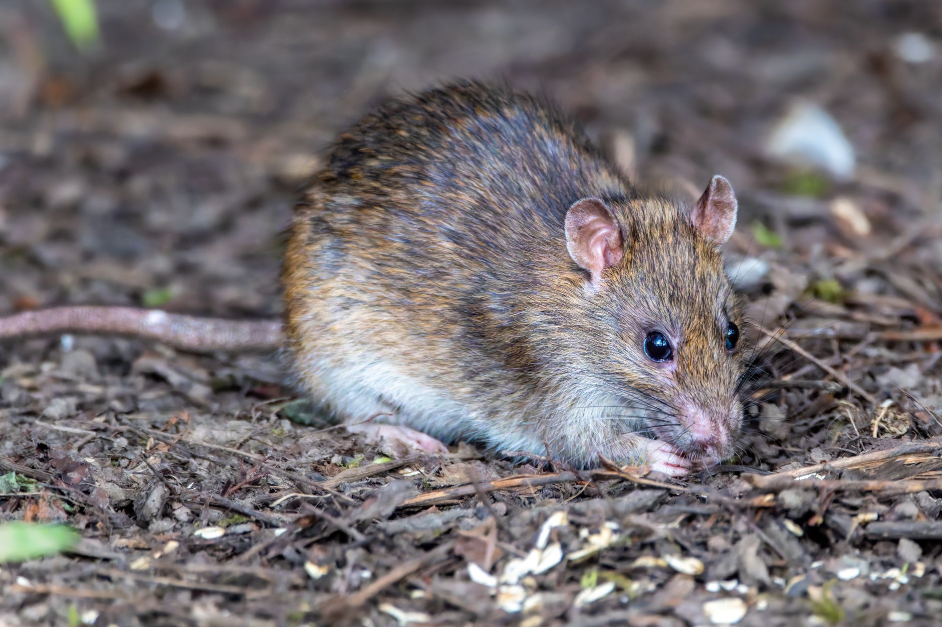 Marseille face aux rats : une méthode antique est-elle vraiment suffisante pour protéger la santé publique ?